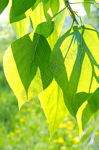 植物背景的绿色花岗叶生活枝条叶子树木框架公园生长环境阳光活力图片