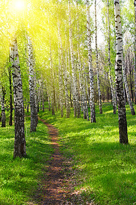 阳光明媚的Birch森林通道树干树木公园车道射线生长环境城市光线人行道图片