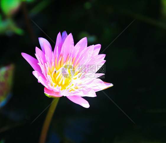 粉红水百合花宏观公园荷花食物植物池塘植物群森林季节花园图片