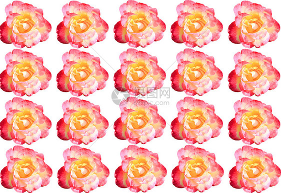 白色背景上孤立的粉红玫瑰花姿态玫瑰创意标志粉红玫瑰花朵礼物图片