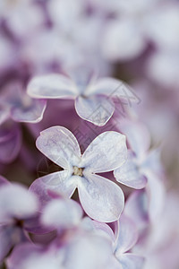 花朵 近了点蓝色紫丁香团体紫色植物美丽花瓣公园墙纸植物群图片