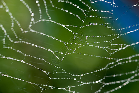 花园中的蜘蛛网昆虫雨滴反射水滴网络蜘蛛天气陷阱蛛网珠子图片