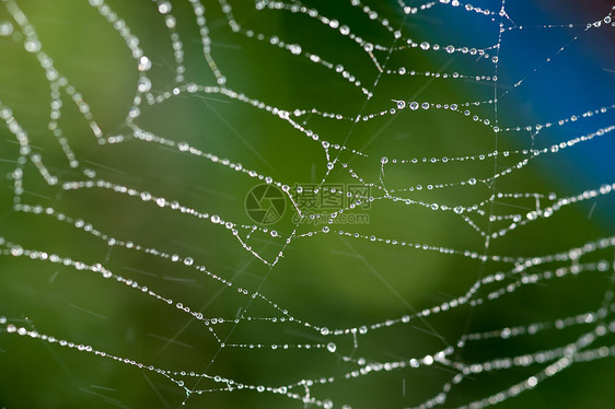 花园中的蜘蛛网昆虫雨滴反射水滴网络蜘蛛天气陷阱蛛网珠子图片