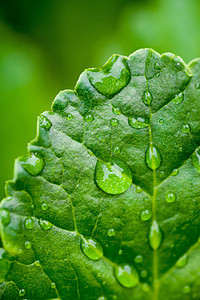 雨水滴滴子花园雨滴植物群森林宏观植物学生活生长环境水滴图片