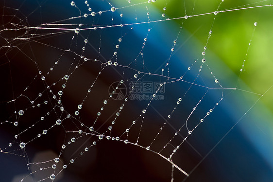 花园中的蜘蛛网珠子雨滴水滴反射蜘蛛宏观天气陷阱网络环境图片