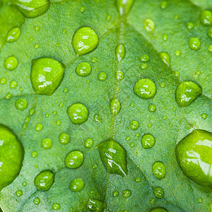 雨水叶子新鲜健康高清图片
