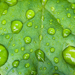 雨水滴滴子水滴宏观花园植物群叶子雨滴生长生活环境植物图片