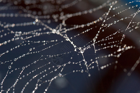 花园中的蜘蛛网太阳雨滴反射环境天气场地蜘蛛昆虫网络珠子图片