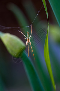 特写蜘蛛动物场地荒野蜘蛛网叶子花园绿色网络昆虫白色图片