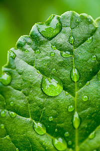 雨水滴滴子植物群水滴生长植物宏观雨滴生活森林静脉花园图片