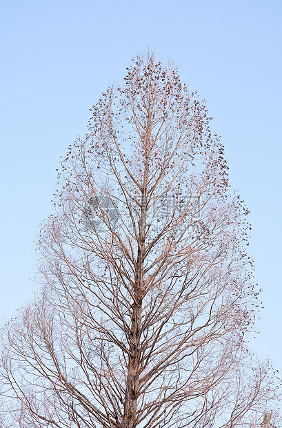 枯木的树天空晴天孤独蓝色生长闲暇太阳干旱树干图片
