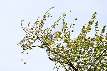 樱桃分支木头旅行花园天空公园蓝色场景季节植物樱花背景图片