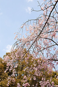 樱桃分支木头樱花天空季节植物蓝色花园公园花瓣场景图片