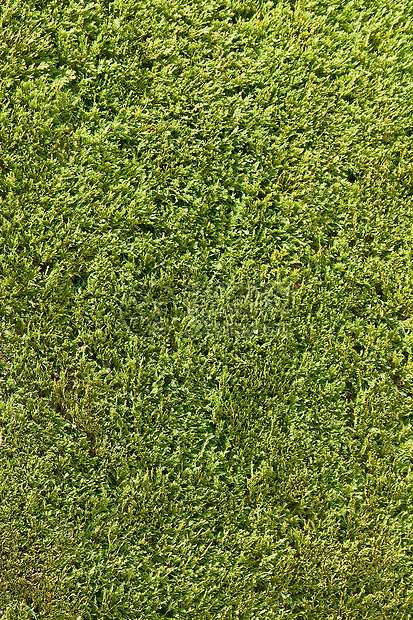 绿叶墙植物群绿色公园荒野场景晴天植物生长花园叶子图片