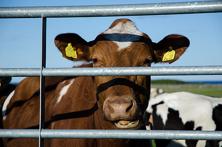 快乐的牛家畜动物农业库存农场牧场锁定哺乳动物乡村金属图片