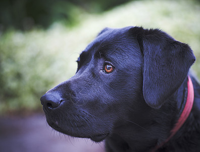 拉布拉多注意力毛皮猎犬耳朵宠物犬类眼睛鼻子黑色动物图片