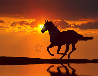 马在日落时运行 带水反射图片
