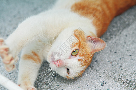 街头猫白色猫咪头发毛皮小猫哺乳动物爪子眼睛鼻子宠物图片