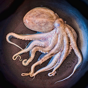 锅上的小章鱼水族馆奢华魔鬼鱼寿司熟食海鲜笨蛋烹饪海洋美食图片
