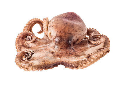 白色背景上孤立的小章鱼魔鬼鱼奢华触手水族馆生物笨蛋海洋宏观美食午餐图片