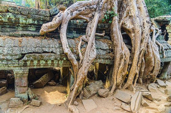 柬埔寨高原顶楼顶的巨树 Ankor wat遗产艺术热带收获历史石头考古学废墟地标佛教徒图片