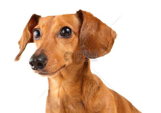 Dachshund 狗狗白色小狗香肠热狗世俗宠物棕色头发图片