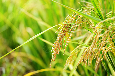 大米农场谷物环境场地生长食物农业背景植物绿色稻田图片