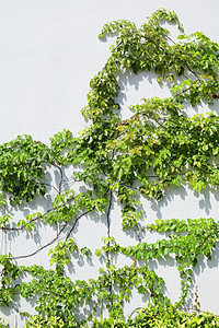 墙上的藤树生长藤蔓植物学背景季节绿色植物美白叶子绿色图片