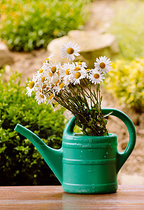 花园浇水罐中的菊花荒野季节花瓣植物群生长美丽园艺甘菊雏菊植物图片