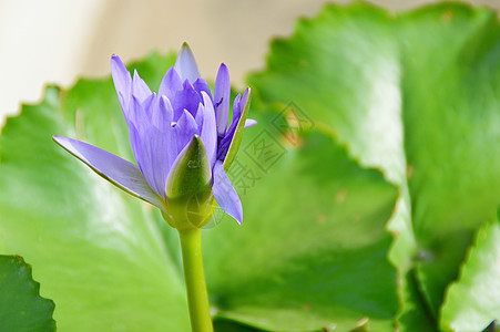 蓝色莲花花图片