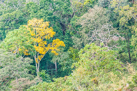 热带热带雨林孤独森林荒野旅行叶子植物植物群丛林森林地面旅游图片