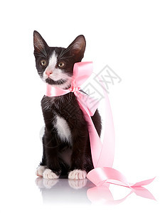 黑白小猫带粉色胶带图片