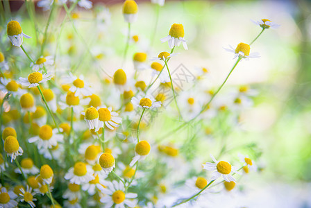 田地上的花朵香味花瓣药品场地阳光太阳疗法生活雏菊植物学图片