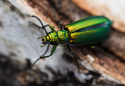 绿甲虫在白树上姿态冒充动物群居住磷虾脊椎动物触手翅膀昆虫甲虫图片