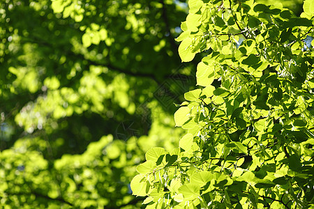 美丽的树叶晴天森林植物叶子绿色环境阳光生长公园图片