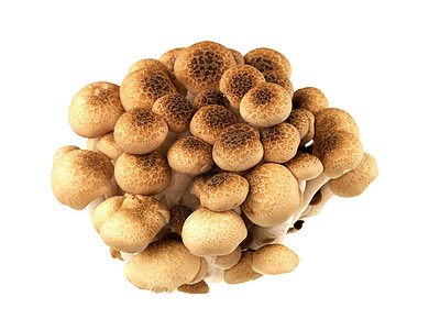 蘑菇食物白色榉木棕色菌类背景图片