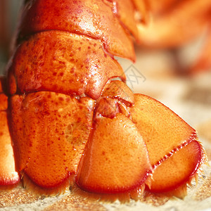 新鲜龙虾尾龙虾红色海鲜尾巴贝类图片