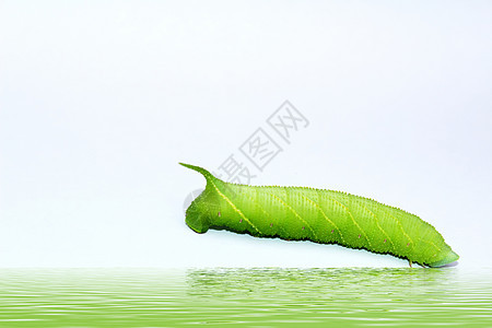 绿色毛毛虫的近距离接近幼虫宏观水平荒野昆虫学昆虫叶子蛴螬野生动物害虫图片