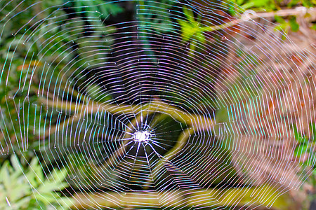 蜘蛛野生动物昆虫宏观水晶花园网络陷阱插图危险丝绸图片