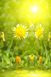 田中美丽的黄花药品甘菊洋甘菊植物花瓣花园花粉辉光太阳环境图片