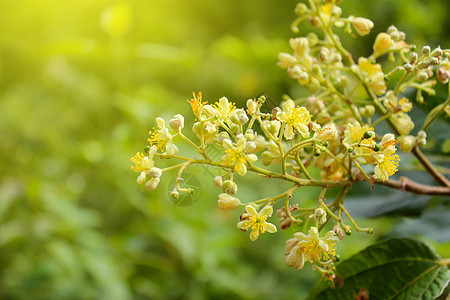 黄色花朵阳光花瓣花园场地环境紫色花坛草地园艺晴天图片