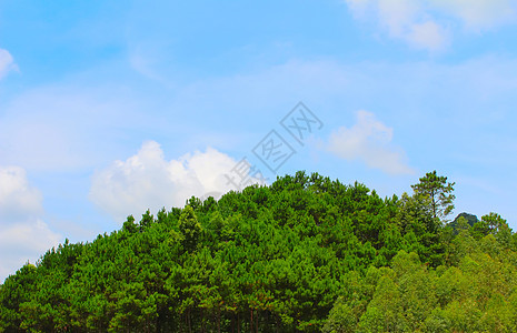 松林林生长环境松树绿色小路太阳森林缠绕树干针叶图片