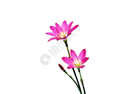 粉红花花生长柔软度植物水平脆弱性环境保护宏观花卉百合花瓣图片