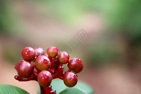 一群水果季节衬套种子花园叶子红色植物阴影生长浆果图片