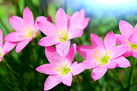 花园中美丽的粉红色花朵植物群花束公园场景太阳季节叶子雏菊草地背景图片