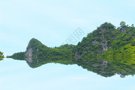 松林林荒野环境风景山脉林地天空热带草地木头叶子图片