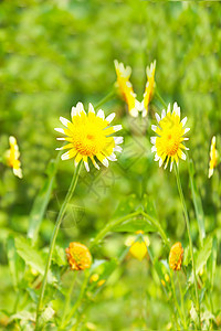 田中美丽的黄花环境花园雏菊花粉太阳植物草地场地生长辉光图片