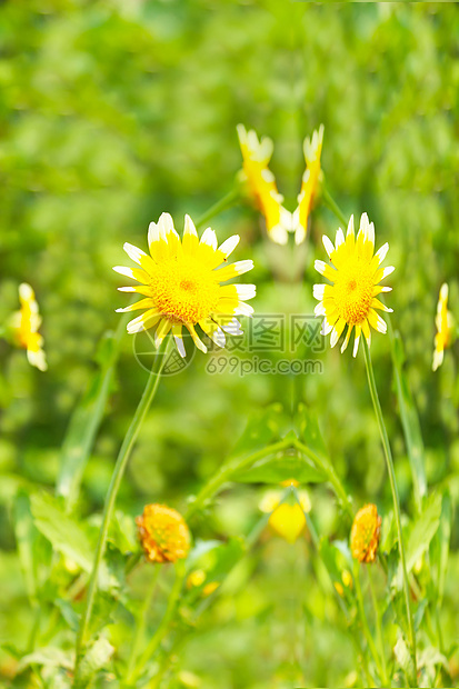 田中美丽的黄花环境花园雏菊花粉太阳植物草地场地生长辉光图片