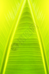 绿背叶背景脊柱植物学线条墙纸花园植物季节叶子热带环境图片