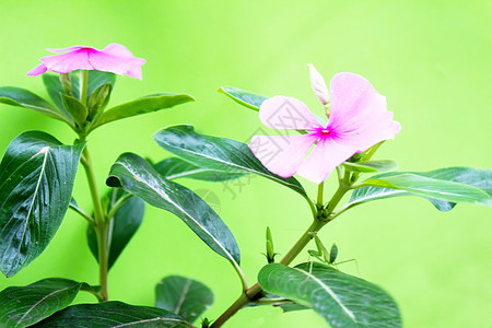 蓝色背景的粉红花花瓣金银花粉色忍冬植物植物群图片